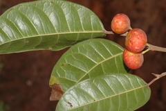 Ficus nervosa